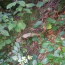 대전리약수터 이미지