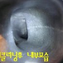 울산부란자