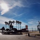 레몬트리 이미지