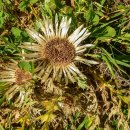 스위스 알프스의 가을꽃들 - 은엉겅퀴 (Alpine Silver Thistle) 이미지