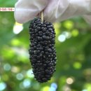 박종진농장 이미지