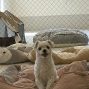 해밀동물병원 이미지