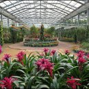 아나나스 이미지