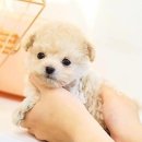 퍼피로운 이미지