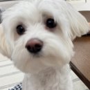 내츄럴코리아 | 스토케 코리아 트립트랩 긁힘 파손 AS 비치우드 내츄럴 발판 부품 구매