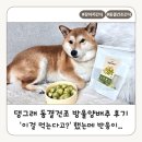 고기랑한방울 | 댕그래 동결건조 방울양배추 후기｜'이걸 먹는다고?' 했는데 반응이..