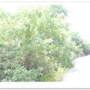 우포마을민박 이미지