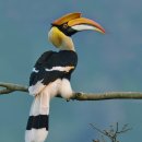 【코뿔새(Hornbill)】 「머리 위에 코뿔소의 뿔을 닮은 독특한 투구 모양의 돌기(투구, Casque)를 가진 열대 조류다」 이미지