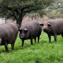 내가 돼지라니 이미지