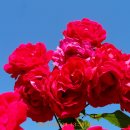 장미공원 주차장 이미지