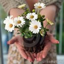 8 detoxifying plants you should have at home 이미지