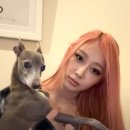 조아조아 이미지