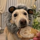 도그니엘 | 강아지치석제거/수제 간식 고민 끝, 도그말리온 솔직 후기