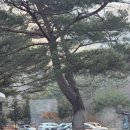 영축산 | [영남알프스 7봉 도전] 1일2봉 신불산-영축산 코스 후기(5시간 소요,주차,입장료)