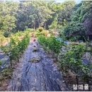 장척농장 이미지