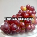 올 여름 신품종 🍇 붉은보석 [철이농원 루비스위트] 과일 덕후 추천 후기