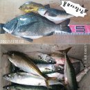 신신낚시신항만점