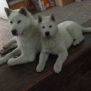 오공이 농장 이미지