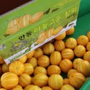 권오선농장 티스토리