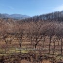 느티나무 싸게 드림 묘목판매 농원농장(조경수 직거래) 이미지
