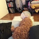 라뽀동물병원 이미지