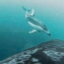 범고래 - 기장군 연화1길 53 | 범고래