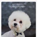 애견미용샵 조이 이미지