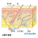 땀샘 (걍 배워보라구용...) 이미지