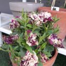 (주)하나마이 이미지