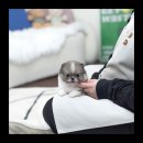 유앤미펫 강아지분양 고양이분양 시흥점 이미지