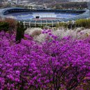 복사꽃공원 이미지