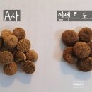 미니도그 이미지