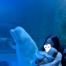 롯데월드아쿠아리움 | 롯데월드 아쿠아리움 아이랑 후기 벨루가 명당 할인 수유실 총정리