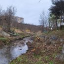 버드나무 이미지