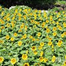 박지호농장 이미지