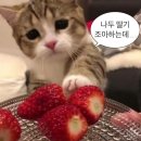 Wellness Gym 이미지