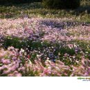 용천리 곡강천 이미지