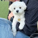 아지애견 | 서울 목동 애견 운동장 &lt;털로덮인친구들 펫파크&gt; - 옥상 야외 애견 운동장 후기 (비용 / 이용방법 / 주차)