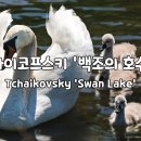 Swan Lake 이미지