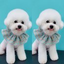 안나애견 이미지