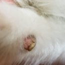 야이노마 이미지