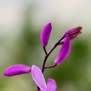 금수산 농원 이미지