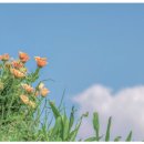 메리골드 이미지