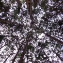 상관편백숲길 이미지