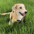 댕댕이의 하루 이미지