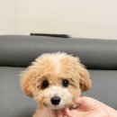 오즈펫살롱 이미지