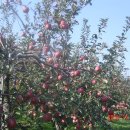 희식농장 이미지