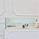 천안강아지분양 우리집퍼피 천안아산본점 (하이도그) | 천안강아지분양 우리집퍼피 천안아산본점 하이도그 입양 전 보호자가 확인해야 할 건강 상태와 행복한...