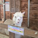 새하얀목장 | 한국의 비에이 같은 풍경! 애견동반 대관령 양떼목장 후기 (+강아지 휴게소 추천)