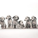 건강한 강아지 이미지